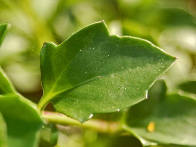 Una pianta fiorita a picco sul mare- Senecio angulatus